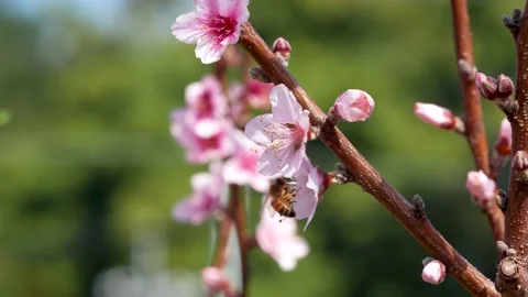 There is a bee picking nectar from a peach blossom. Stock Footage 172234015