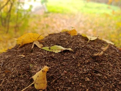 There is a big anthill on the ground Stock Photos