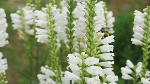 There is  a big bumble bee pollinating white wildflowers. Stock Footage 114644949