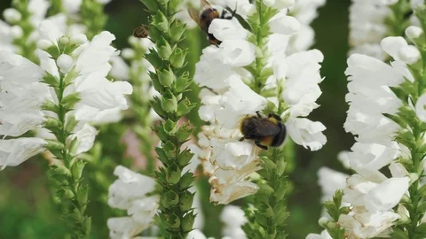 There is  a big bumble bee pollinating white wildflowers. Stock Footage 114644962