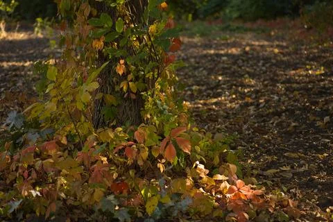 There is a bindweed on a tree trunk with yellow red and green leaves Stock Photos