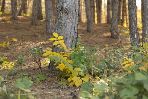 There is a bindweed on a tree trunk with yellow red and green leaves Stock Photos