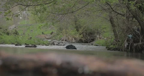 There is a black bag in the river 1 Stock Footage 332172988