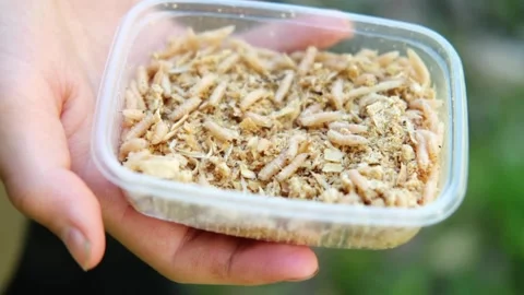 There is a box of fly larvae in the man's hands.  Stock Footage 281224883