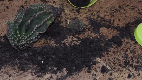 There is a broken pot with earth Video stock 282609970