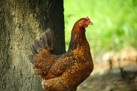 There is a brown hen standing Stock Photos