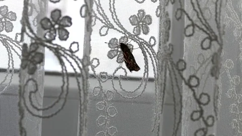 There is a butterfly inside a house, Vídeo Stock 107803292