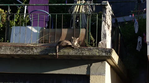 There is a cat lying on the old balcony, basking in the sun. Video stock 330372634