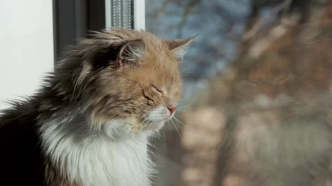 There is a cat near window Stock Footage 152973735
