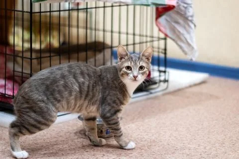 There is a cat that is standing in front of a cage and looking at the camera Stock Photos