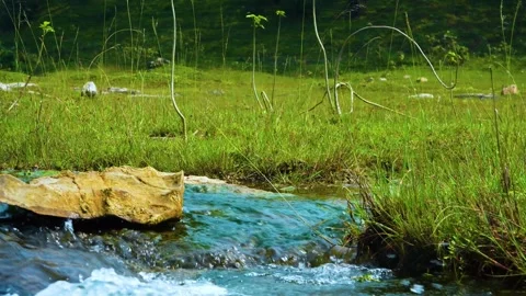 There is a clear water flow in the middle of a large forest, with stones scatter Stock-Footage 321859867