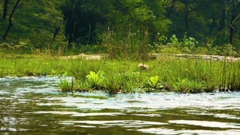 There is clear water flowing in the middle of a big forest, and there is a lot o Stock Footage 321859860