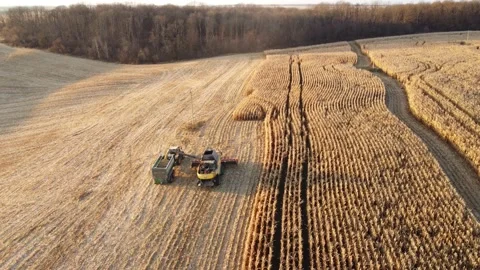 There is a combine with a tractor in a corn field Stock Footage 165703134