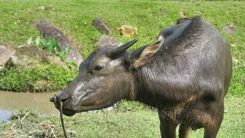 There is a cow of dark color with a thin coat and moderately long, with a Stock Footage 186936366