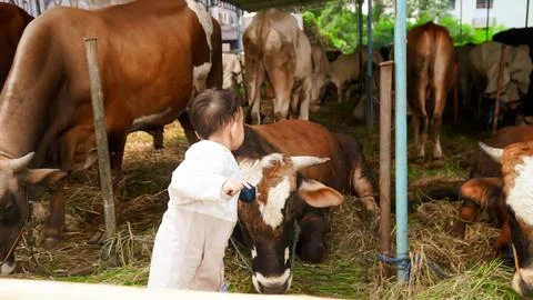 There is a cow with a rope on its neck standing in the grass Stock Photos