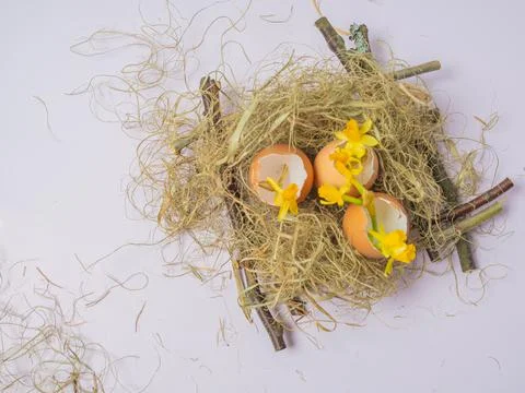 There is an egg shell in the nest. Daffodils spring flowers in eggshell. East Stock Photos