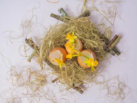There is an egg shell in the nest. Daffodils spring flowers in eggshell. East Stock Photos
