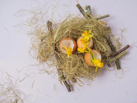 There is an egg shell in the nest. Daffodils spring flowers in eggshell. East Stock Photos