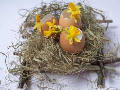 There is an egg shell in the nest. Daffodils spring flowers in eggshell. East Stock Photos
