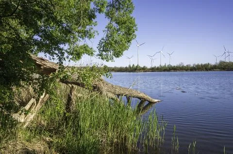 There is a fallen tree in the lake. Foto stock