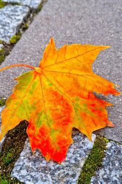There is a fallen yellow maple leaf on the footpath. The coming of autumn. Th Stock Photos