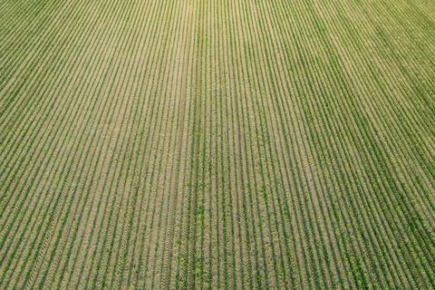 There is a field where young corn sprouts evenly in rows on a large scale. Stock Photos