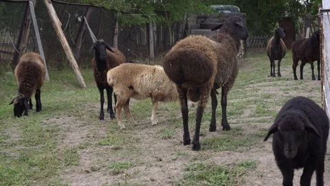 There is a flock of sheep walking in a big enclosure. Stock Footage 114329038