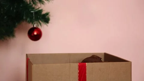 There is a gift box with a puppy under the Christmas tree. Pet, Christmas gift Stock Footage 254118709