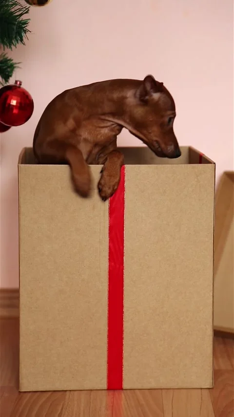 There is a gift box under the Christmas tree, and a puppy jumps out of it. 스톡 동영상 227392286