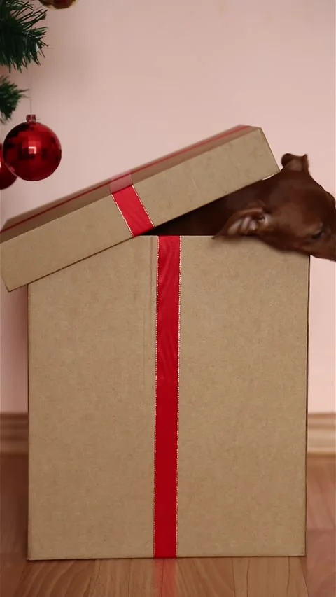 There is a gift box under the Christmas tree, and a puppy jumps out of it. 스톡 동영상 227520737
