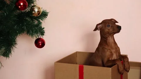 There is a gift box under the Christmas tree puppy sticks out of a gift box. 스톡 동영상 227722098