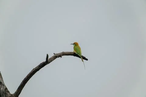 There is a green bee-eater (Merops) on the branch. Stock Photos