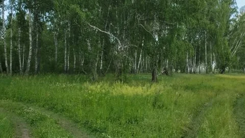 There is a green glade in the forest Stock Footage 311422085