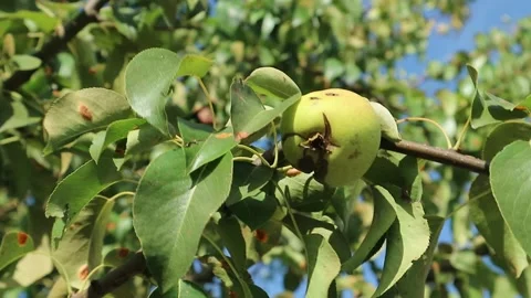 There is a green pear hanging on the tree Stock Footage 159440261