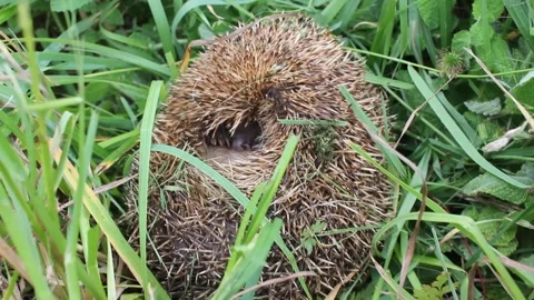 There is a hedgehog when I am about to mow the lawn Video stock 287040501