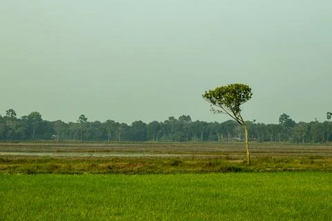 There is a jack-fruit tree in the field village 스톡 사진