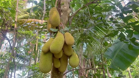 There is a jackfruit on the tree. Stock Footage 313453459