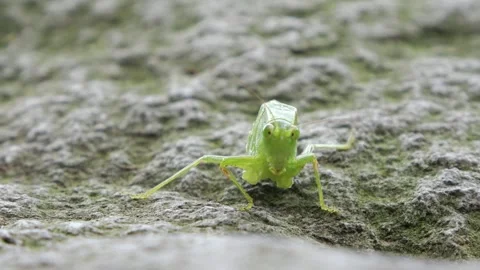 There is a katydid, lacking its lower body and two legs, crawling low on a rock. Stock Footage 340469024