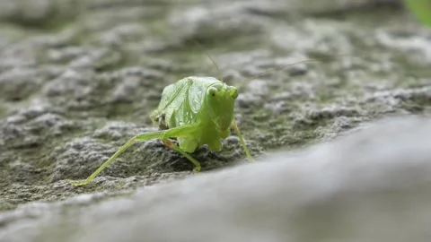 There is a katydid, lacking its lower body and two legs, crawling low on a rock. Stock Footage 340469070