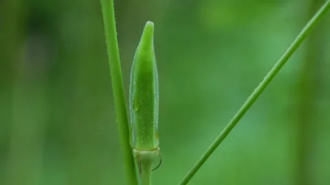 There is a lady finger on the tree. Stock Footage 313236818