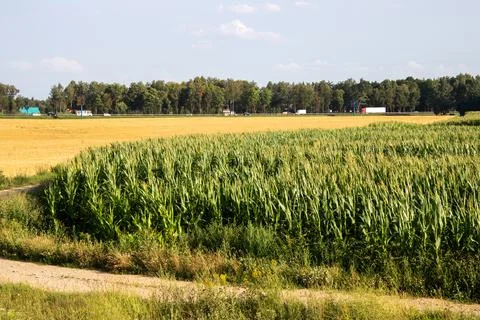 There is a large corn field featuring a dirt path winding through it Stock Photos
