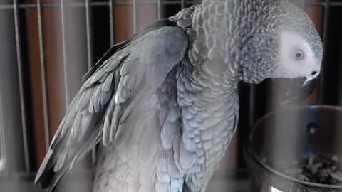 There is a large grey parrot in the cage. Stock Footage 311265419