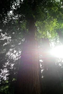 There is light outside the forest Stock Photos
