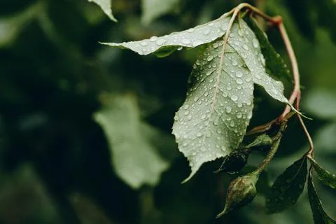 There is a long leaf with raindrops on it. Stock Photos