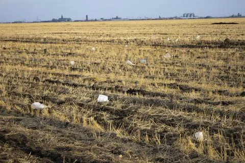 There is a lot of garbage in the sown fields, ecology. Stock Photos