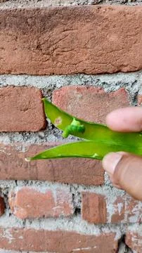 There may be a problem of insects in peas. If insects are found in peas Stock Photos