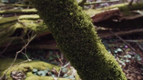 There is moss-covered tree trunk in a close-up 스톡 동영상 113650294