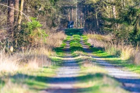 There is a Nilgans on a  forest path far behind Stock Photos