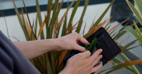 There is no money in the wallet. Tree leaves instead of money. fake money Stock Footage 243266948