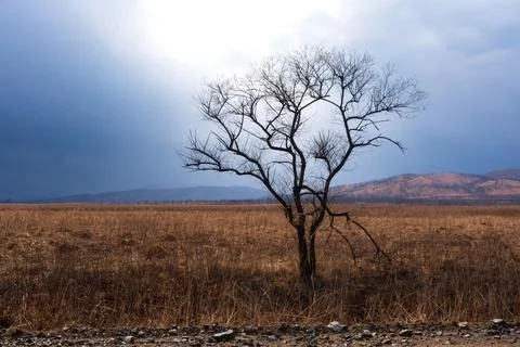 There is one tree with thunderclouds in the field. Beautiful landscape Stock Photos